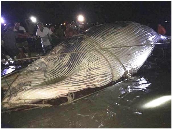 ca voi dat vao bo bien mui ne binh thuan 7