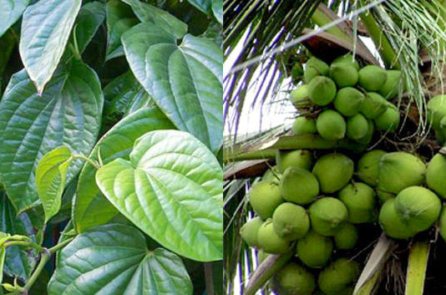 Trị gout bằng phương pháp tự nhiên với lá trầu và dừa xiêm