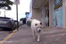 Thương nhớ người chủ đã qua đời, mỗi ngày chú chó Brazil đều đi trên con đường cũ