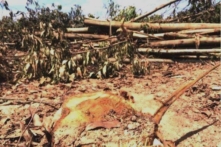 Chặt hạ hơn 40.000 cây tràm trên đất đang chờ giải quyết khiếu nại, DN bồi thường 1,5 tỷ đồng