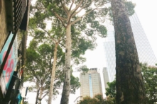 Sài Gòn ‘đổ’ bóng những cây dầu