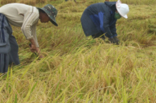 Gặt xong vụ đông xuân, nhận gạo cứu đói giáp hạt