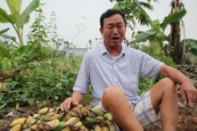 Hải Phòng: Hơn 2.000 cây chuối bị chặt phá liên quan đến tranh chấp đất đai