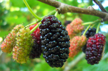 7 lợi ích từ quả dâu tằm: Bổ huyết, sinh tân dịch, bảo vệ mắt…