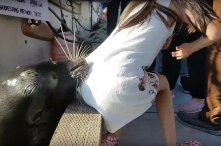 Canada: Sư tử biển bất ngờ ngoạm vào váy và kéo bé gái xuống nước (video)