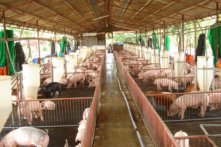 Tại sao doanh nghiệp Trung Quốc không mua thịt lợn Việt Nam?
