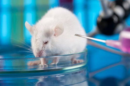 Đã chữa được tiểu đường trên chuột – khi nào thì đến chúng ta?