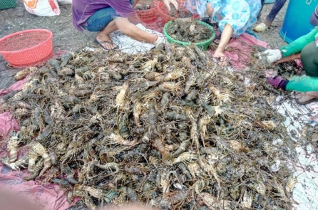 Vẫn chưa xác định được nguyên nhân khiến gần 400 tấn tôm hùm chết ở Phú Yên