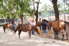 Khánh thành trường đua ngựa, đua chó hơn 1.000 tỷ đồng tại Bình Dương