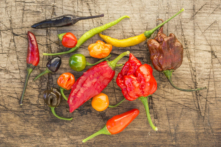 ‘Hơi thở của rồng’ – Loại ớt cay nóng tới mức có thể gây tử vong