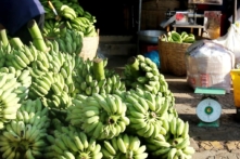 Bộ Nông nghiệp lập cục chế biến và phát triển thị trường để ‘giải cứu’ nông sản
