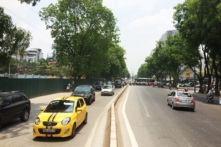 ‘Cây xà cừ đánh lên thì trồng ở đâu?’