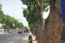 Xà cừ thuộc họ gỗ gụ châu Phi, chịu hạn, chịu lũ tốt