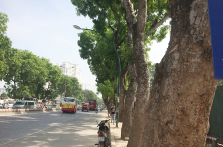 Xà cừ thuộc họ gỗ gụ châu Phi, chịu hạn, chịu lũ tốt