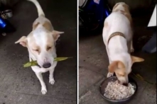 Biết ơn ân nhân cho ăn, mỗi ngày chú chó lang thang đều mang quà đến tặng cô