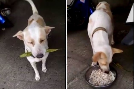 Biết ơn ân nhân cho ăn, mỗi ngày chú chó lang thang đều mang quà đến tặng cô