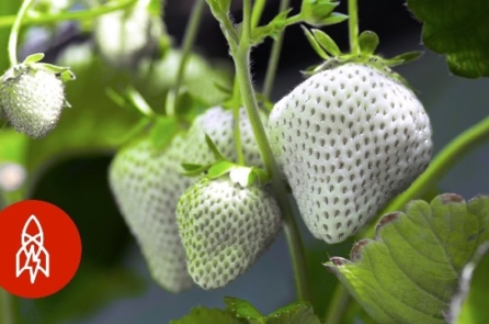 Người nông dân Nhật Bản lai tạo ra loài dâu tây trắng đặc biệt