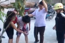 Nghệ An: Học sinh ngộ độc hạt cây ngô đồng, nhiều trường chặt bỏ cây