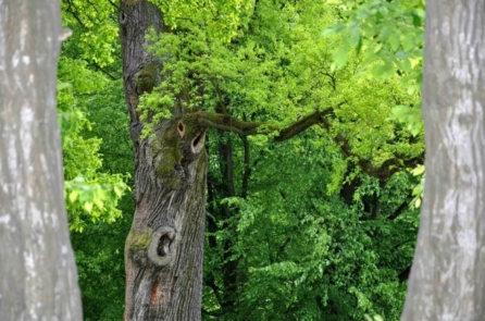 Cây sồi cổ thụ đã cứu sống 2 anh em Do Thái trong Thế chiến II được vinh danh