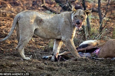 Sư tử cái động lòng trắc ẩn khi ăn thịt con linh dương đang mang thai