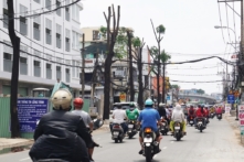 Thêm một hàng cây ở đường Phạm Ngũ Lão phải di dời để xây cầu vượt