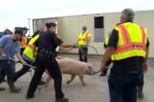 Tắc đường cao tốc ở Texas vì xe tải lật và… đàn heo chạy rông (Video)