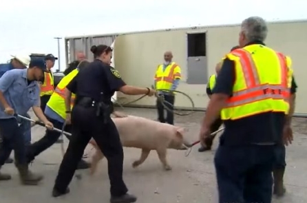 Tắc đường cao tốc ở Texas vì xe tải lật và… đàn heo chạy rông (Video)