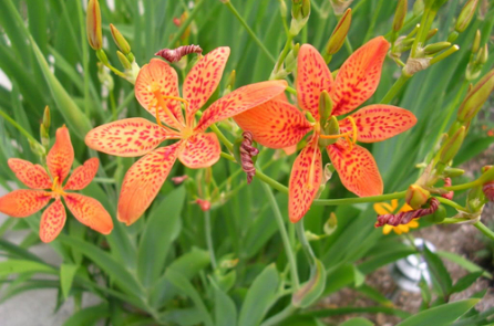 4 cách dùng rẻ quạt để chữa viêm họng hiệu nghiệm