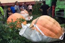 Đài Loan: Người nông dân trồng được quả bí ngô khổng lồ nặng 500 kg