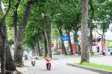 Hàng cây xanh trăm tuổi sắp bị đốn hạ, di dời để xây cầu Thủ Thiêm 2 (TP.HCM)