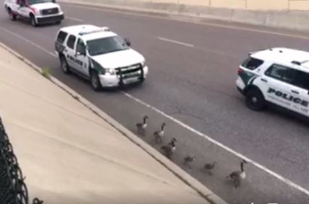 Gia đình ngỗng đi lạc vào đường cao tốc được đoàn xe cảnh sát Mỹ hộ tống