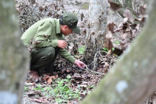 Đồng Nai: Điều tra vụ 242 cây gỗ dầu, sao bị đầu độc bằng thuốc diệt cỏ 2,4D