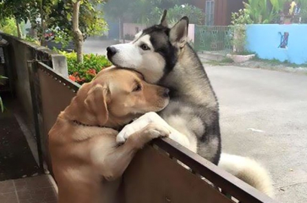 Chú chó vượt tường rào để đến ôm ‘bạn thân’ hàng xóm