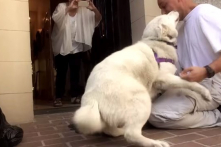 Khoảnh khắc xúc động khi chú chó gặp lại ân nhân cứu mạng (Video)