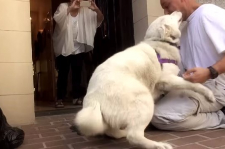 Khoảnh khắc xúc động khi chú chó gặp lại ân nhân cứu mạng (Video)
