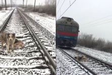 Chú chó dũng cảm không bỏ rơi bạn bị thương trên đường ray khi tàu hỏa chạy qua