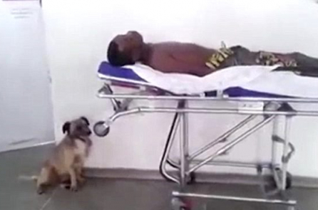 Chú chó nhỏ đuổi theo xe cấp cứu và túc trực bên cạnh giường bệnh cậu bé lang thang