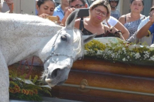 Chú ngựa gục đầu bên quan tài, đau buồn tiễn biệt chủ