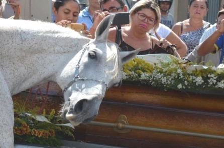 Chú ngựa gục đầu bên quan tài, đau buồn tiễn biệt chủ