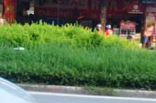 Chủ tịch TP Hà Nội: Kinh phí đắt, Hà Nội sẽ không cắt cỏ