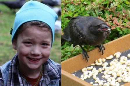 Cô bé cho quạ ăn mỗi ngày và được chúng trả ơn bằng những món quà nhỏ