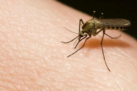 California sẽ thả 20 triệu con muỗi cấy vi khuẩn để… chống muỗi