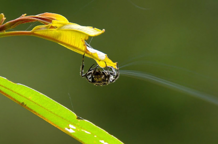 Video: Loài nhện độc đáo có thể phóng tơ 25m qua một con sông