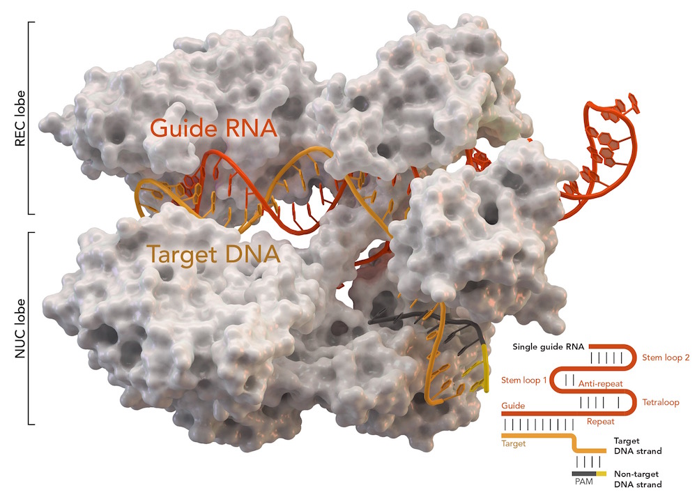 Protein Cas9 (trắng) liên kết với CRISPR ở trong khuẩn tụ cầu vàng 