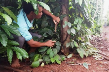 Đắk Lắk: Điều tra vụ 200 gốc tiêu bị kẻ gian chặt đứt tại huyện Cư M’gar