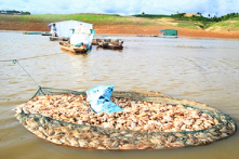 Kon Tum: Gần 60 tấn cá chết bất thường tại hồ thủy điện Plei Krông