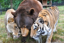 Gặp gia đình gấu-hổ-sư tử thân thiết suốt 15 năm qua