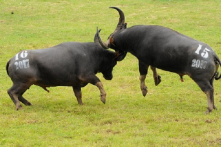 Xem xét đưa lễ hội chọi trâu Đồ Sơn khỏi danh sách di sản văn hóa phi vật thể quốc gia