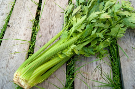 Cần tây – loại rau xóa nhòa ranh giới giữa thực phẩm và thuốc