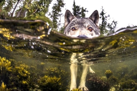 Bộ ảnh: Loài sói biển bơi hàng dặm để săn cá hồi ngoài khơi Canada
